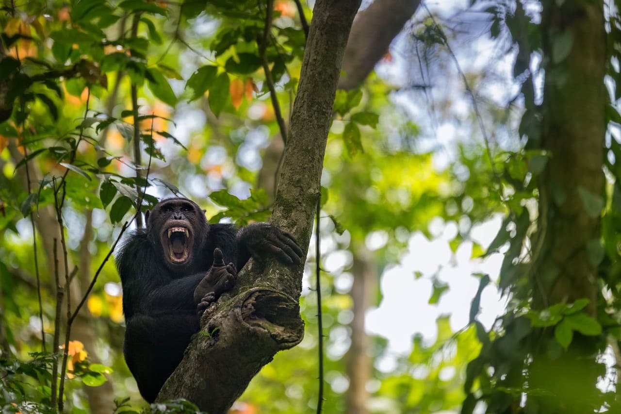 Šimpanz na stromě v africké přírodě s otevřenou pastí a viditelnými zuby.