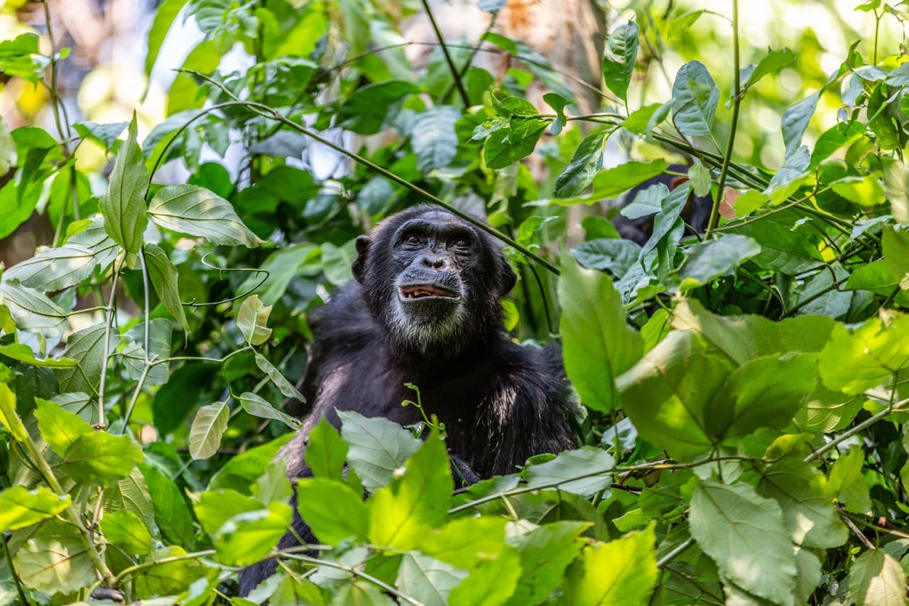Šimpanz mezi zelenými větvemi a listy v přírodním prostředí africké savany.