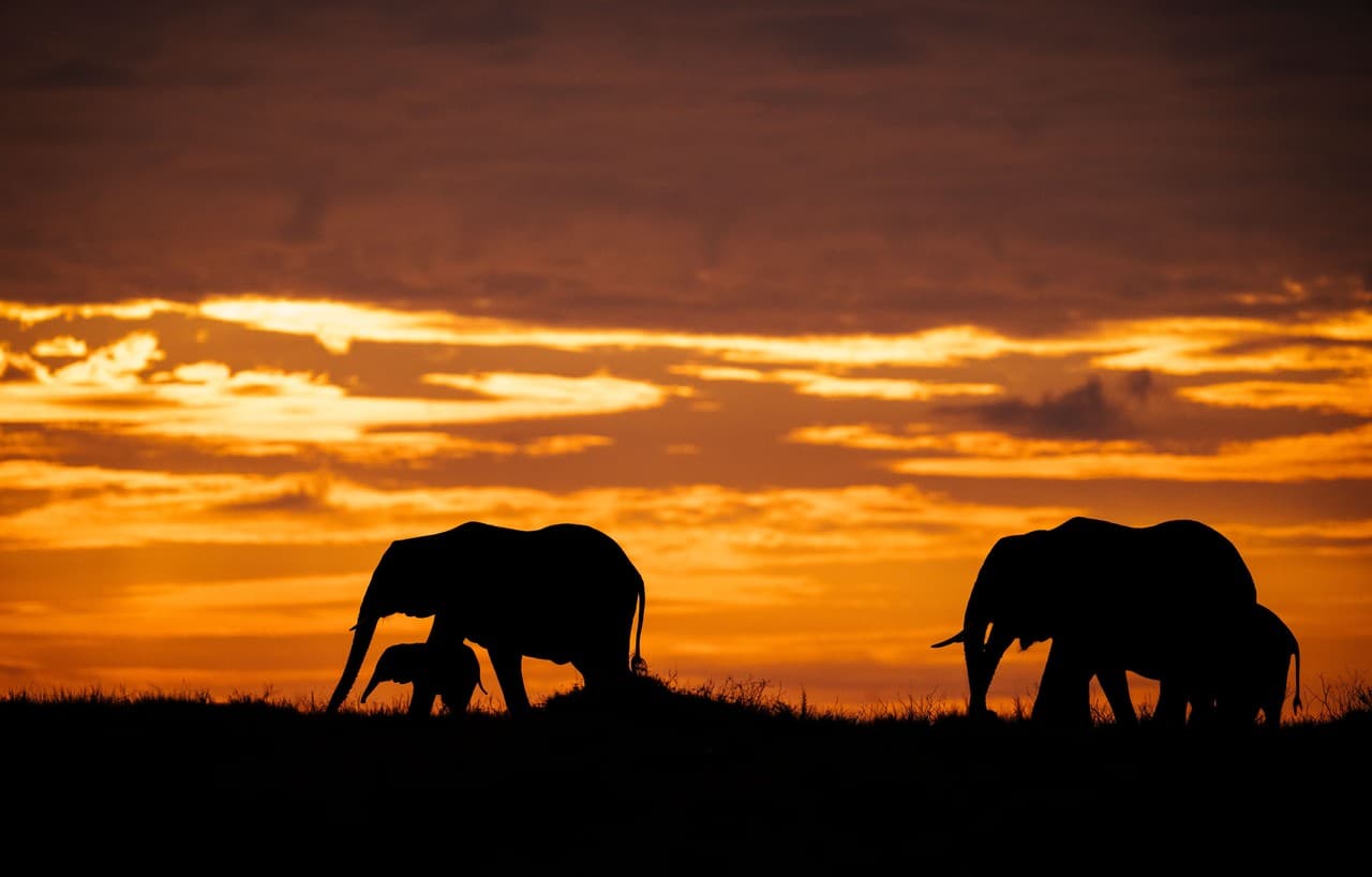 Dva sloni v siluetě před zlatým západem slunce v africké savane.