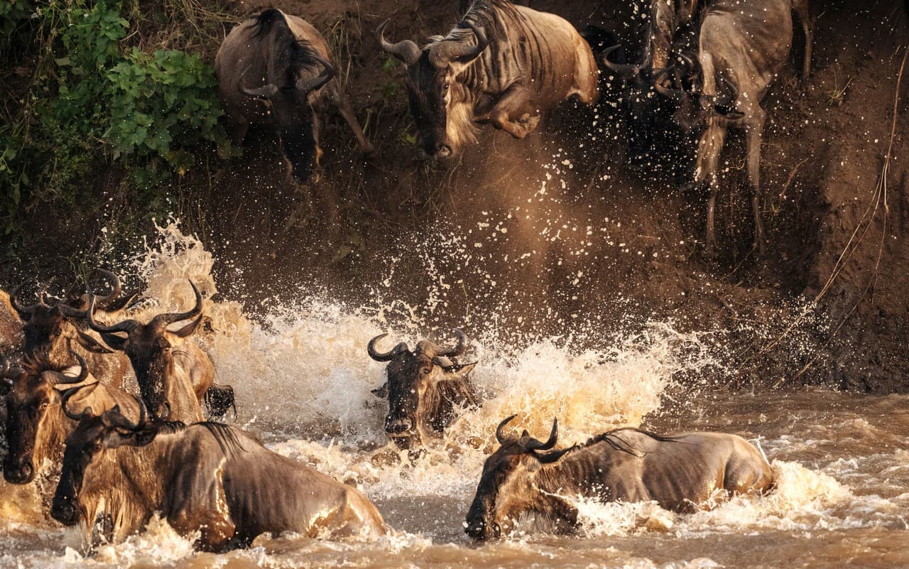 Stádo GNU překonává řeku v bahně a stříkající vodě během migrace v Africe.