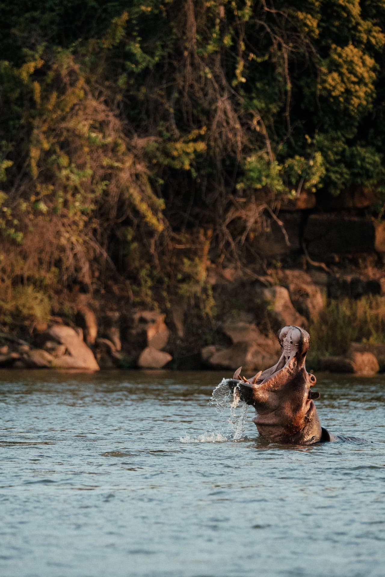 Hroch s otevřenou tlamou v řece proti skalnatému břehu v africké přírodě.