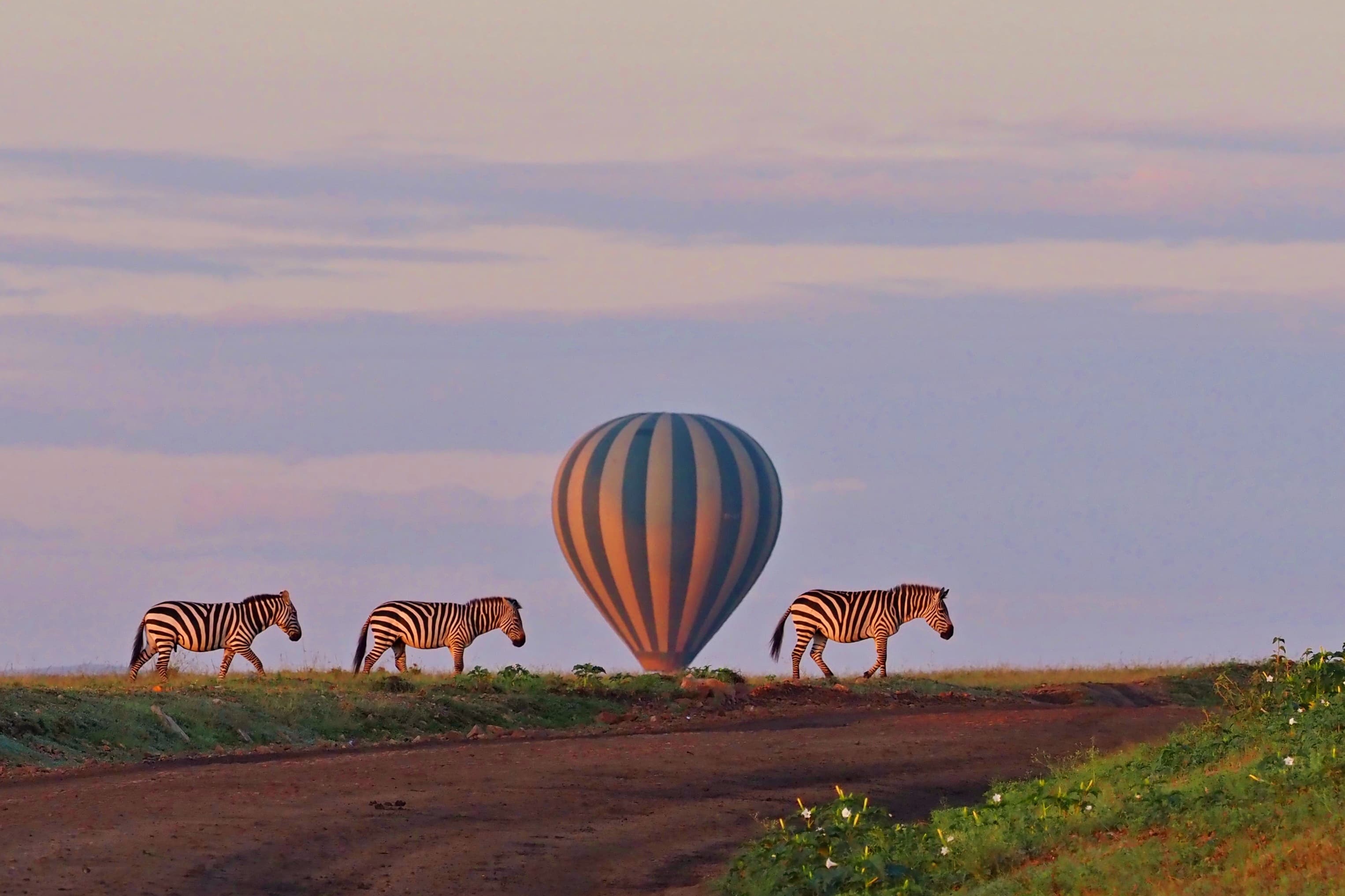 Balónové safari