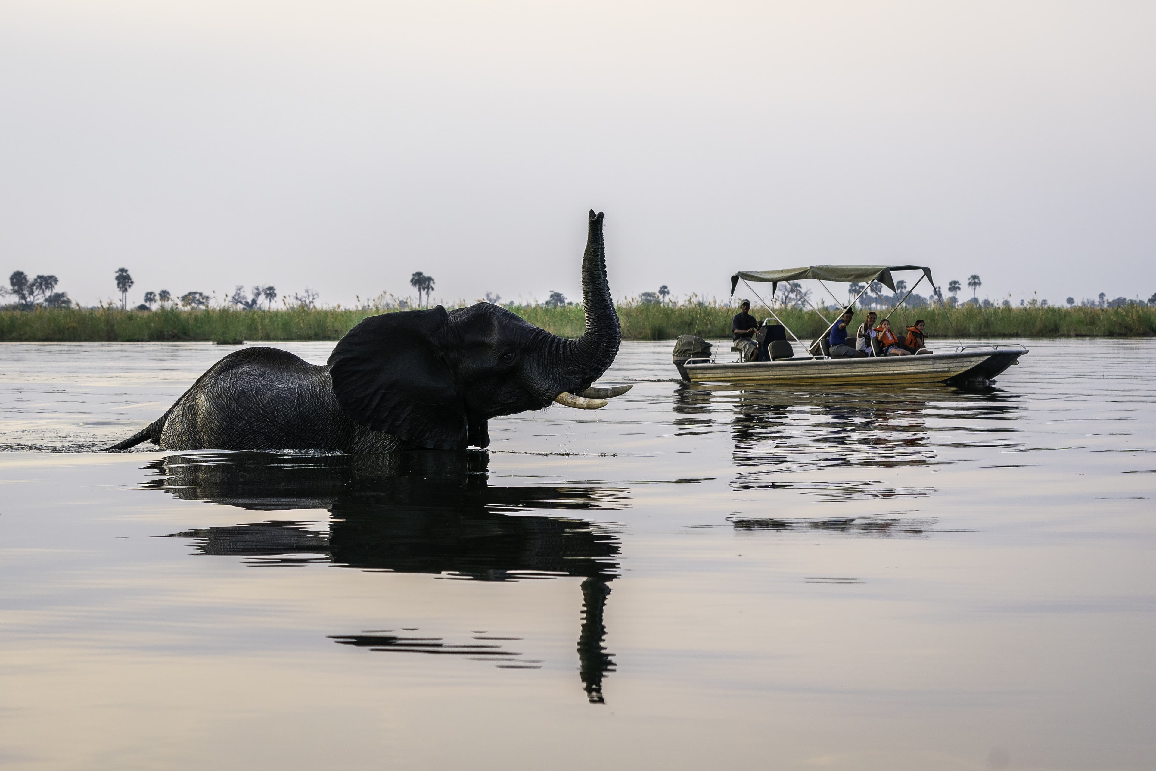 Boat safari
