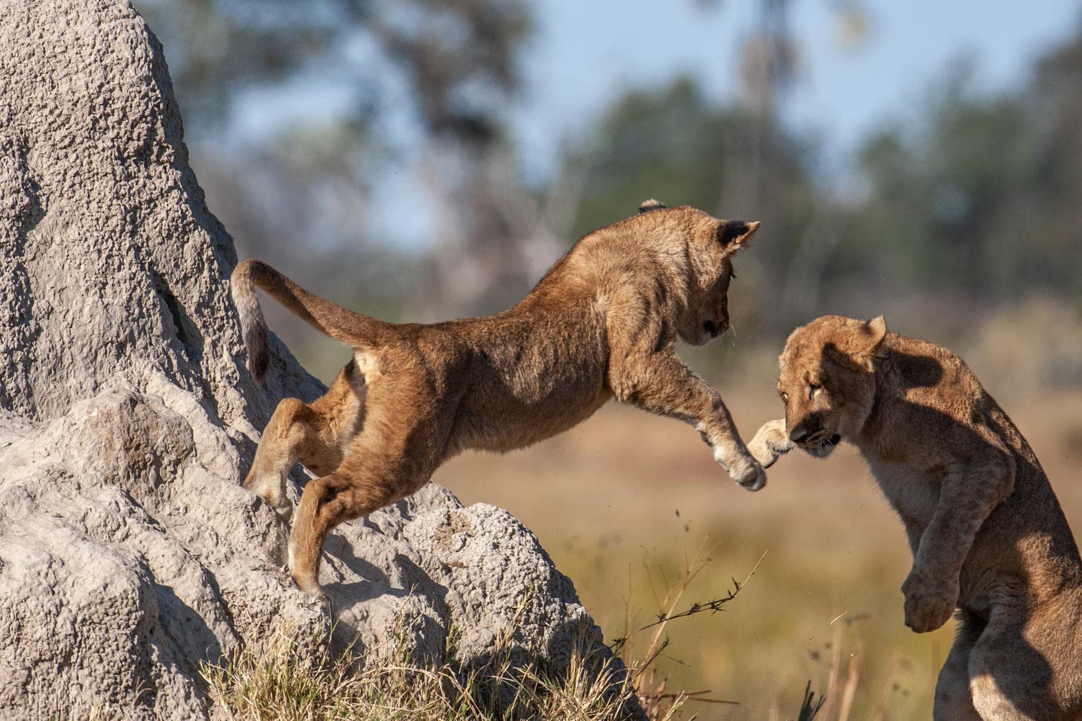 Skupina lvic skáče z kamenného vyvýšení v africké savaně během safari.