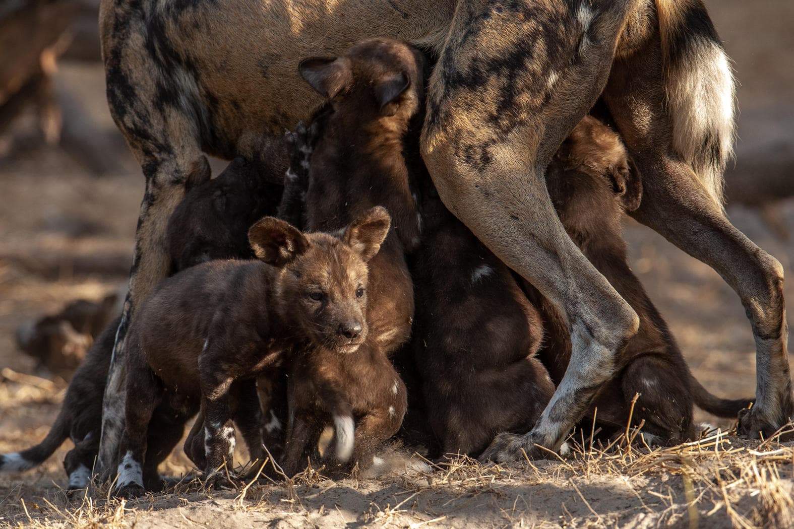 Slůně a jeho matka se chází vedle sloního stáda během africké safari.
