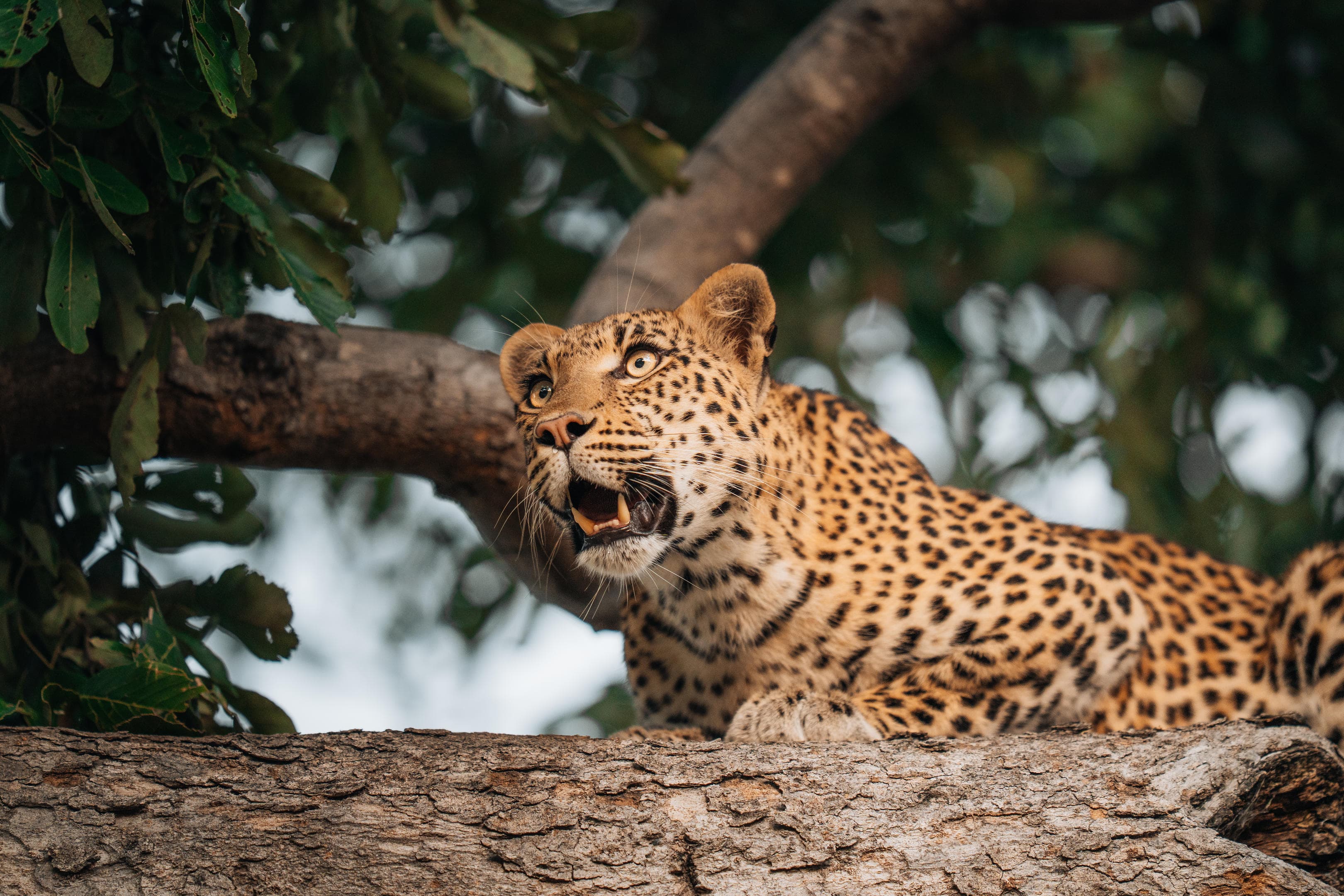 Leopard odpočívající na větvi stromu v africké přírodě během safari safari