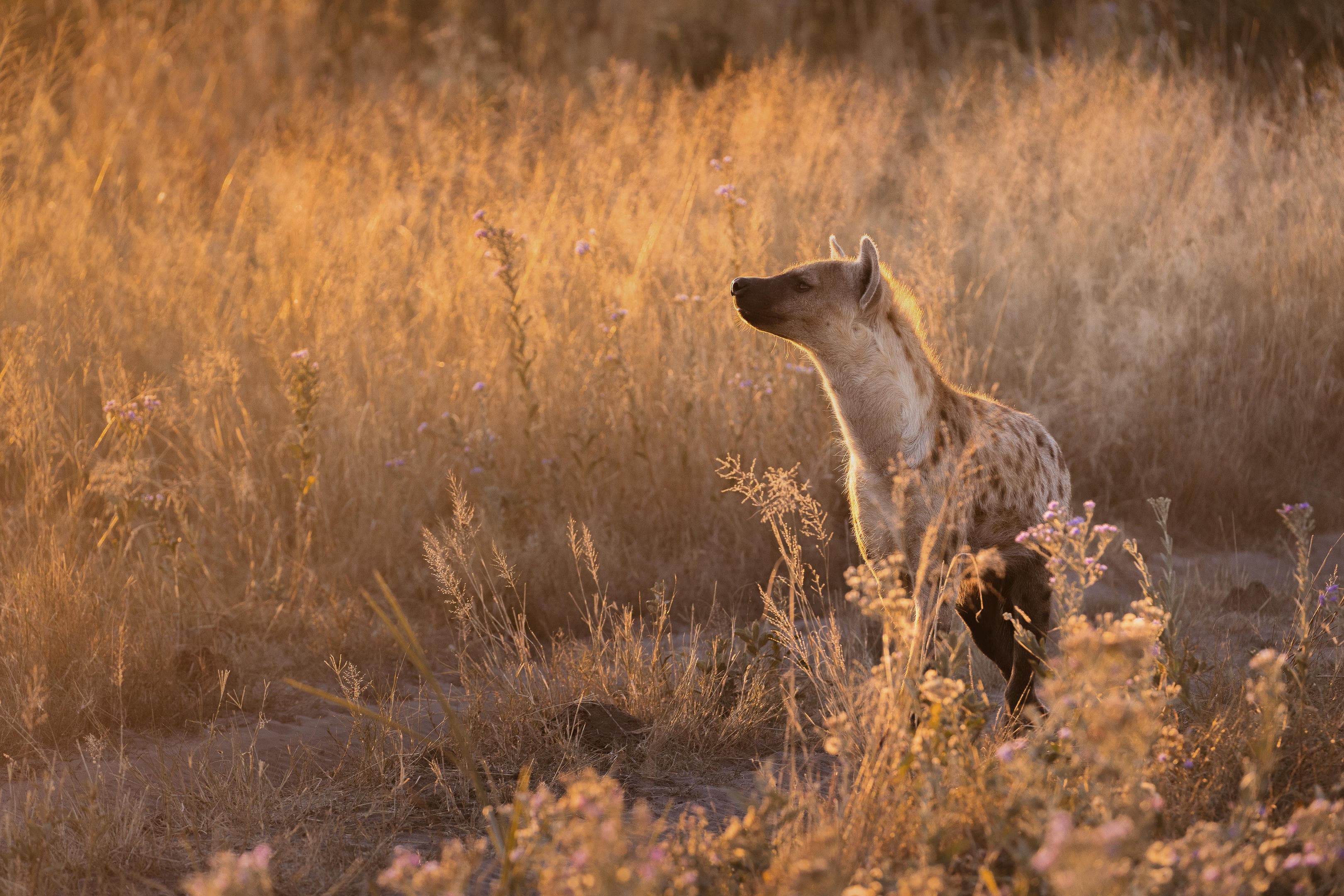 Hyena stojící v suché africké savině během zlaté hodiny při západu slunce.