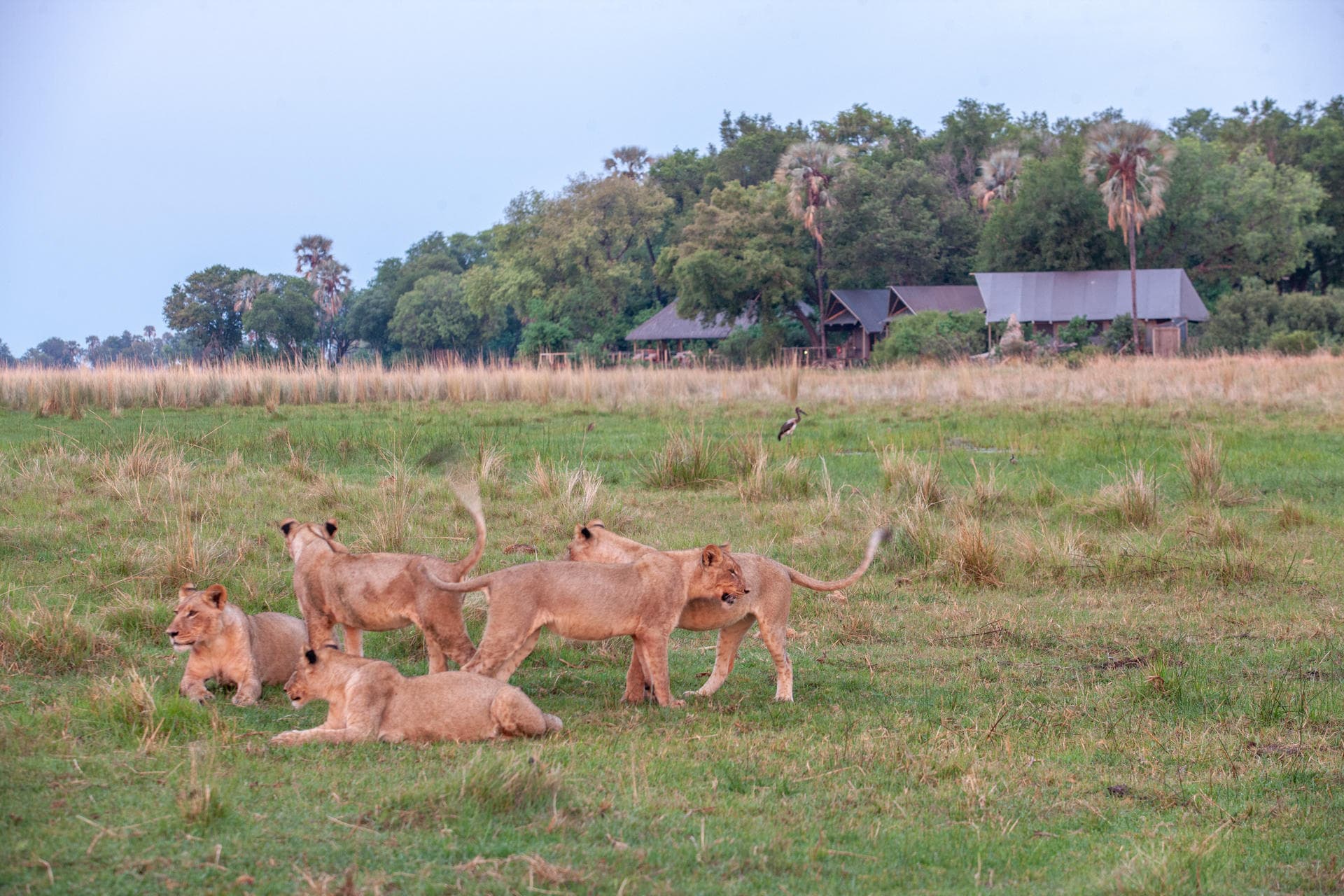 Skupina lvů odpočívajících v trávě s stavením na pozadí v africké savane.