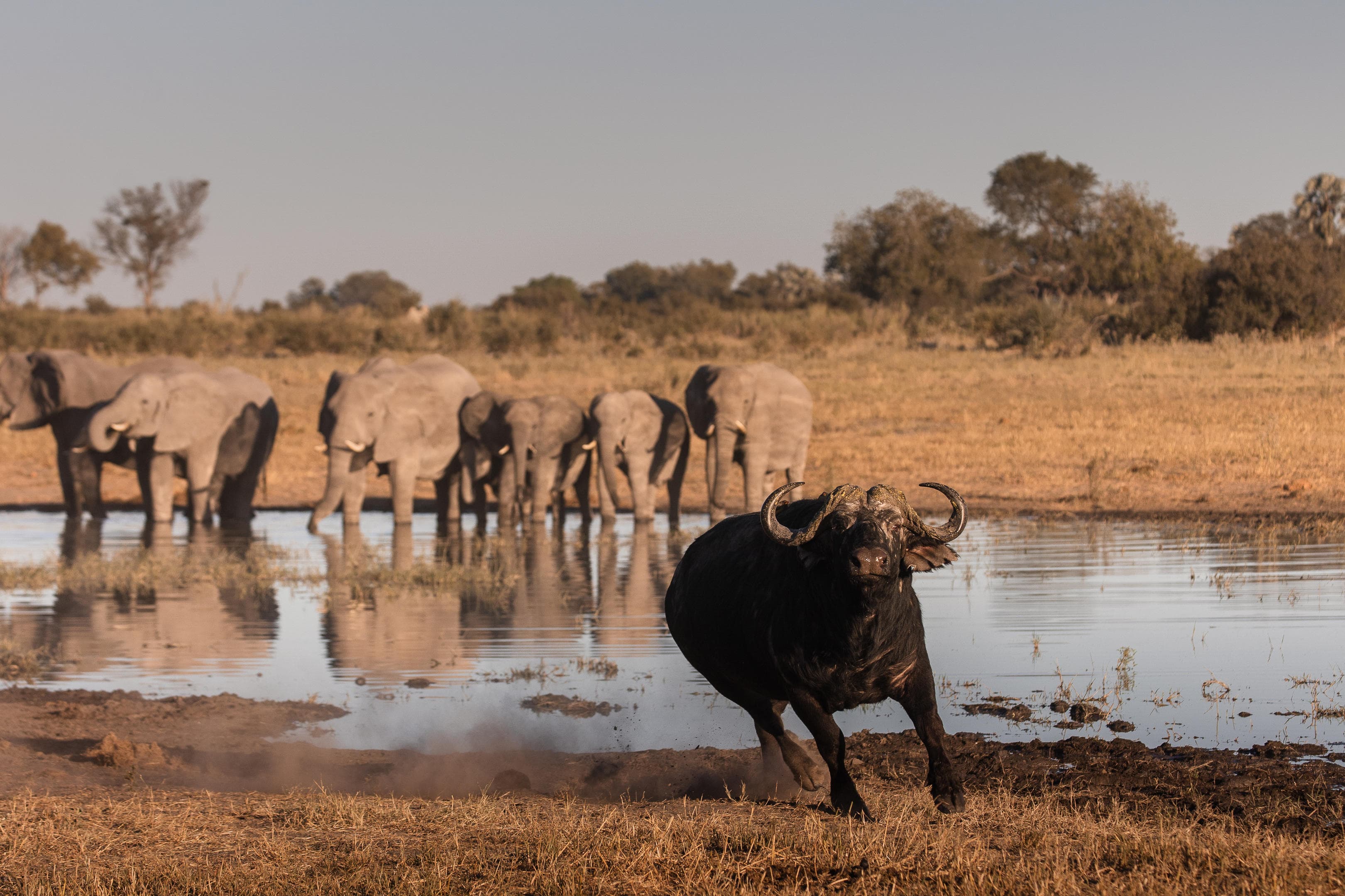 Bývolec u vodního zdroje s stádem slonů v pozadí během africké safari.
