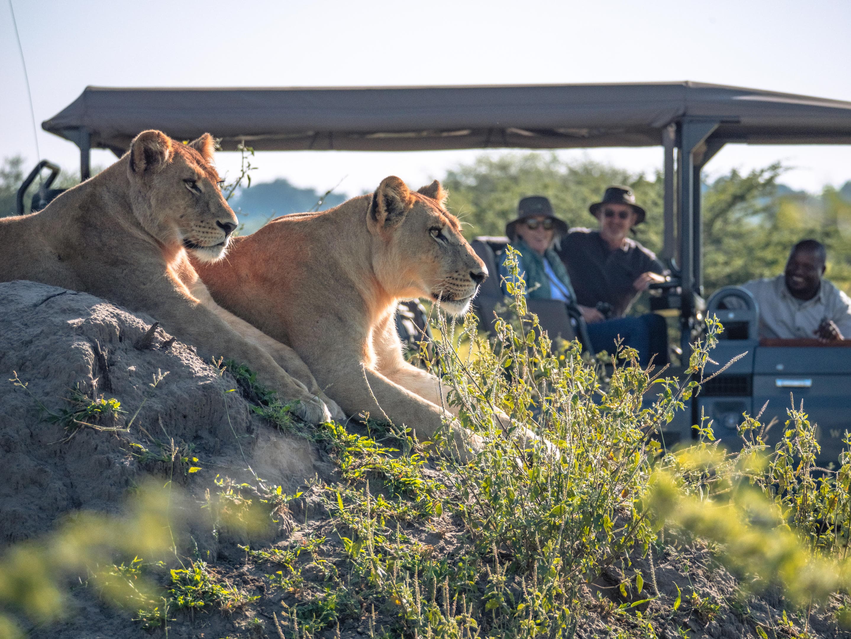 Dvě lvice odpočívají v přírodě, v pozadí turisti v safari vozidle pozorují zvířata.