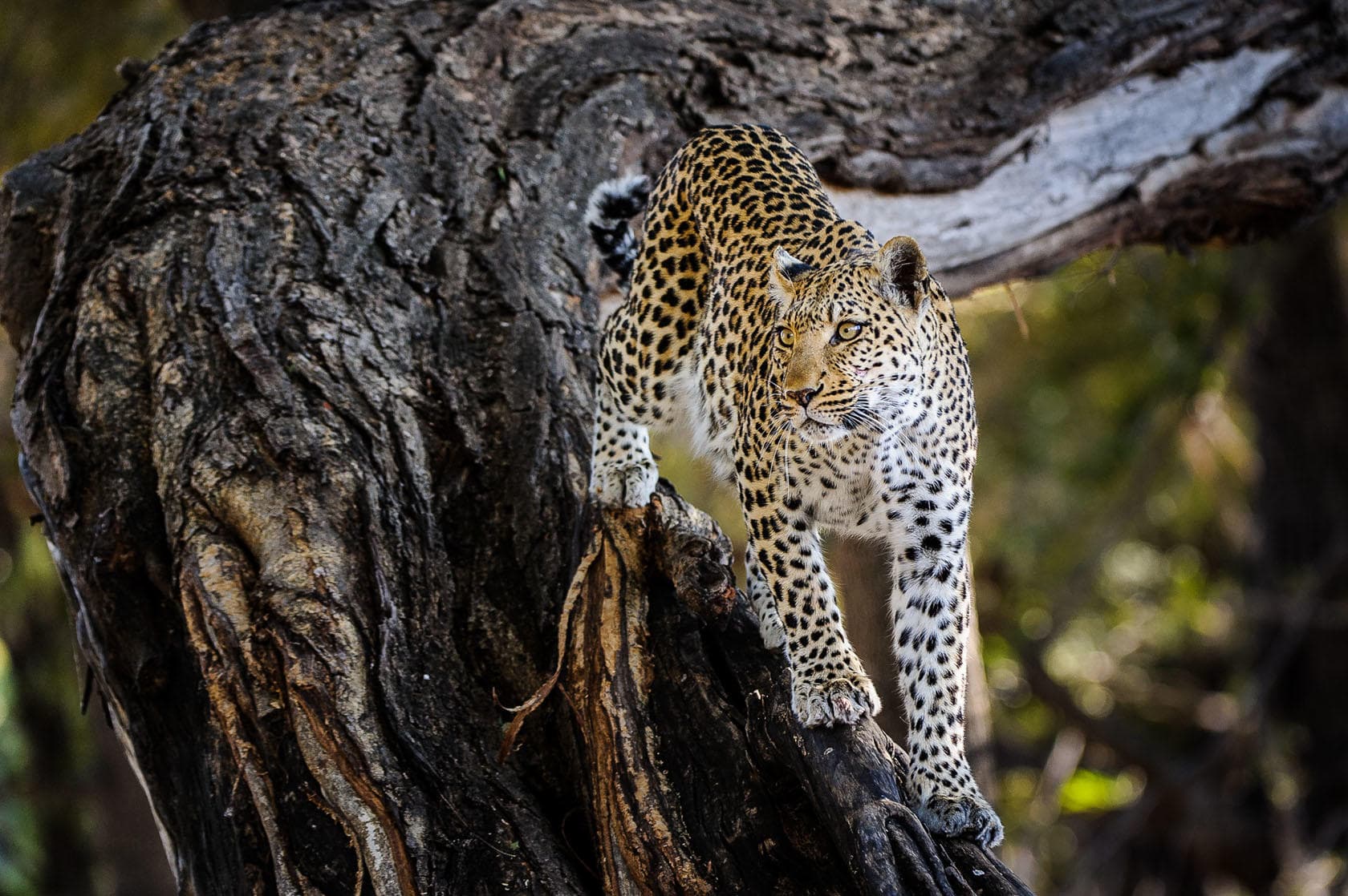 Leopard vychází z kmene stromu v africké savině během safari.