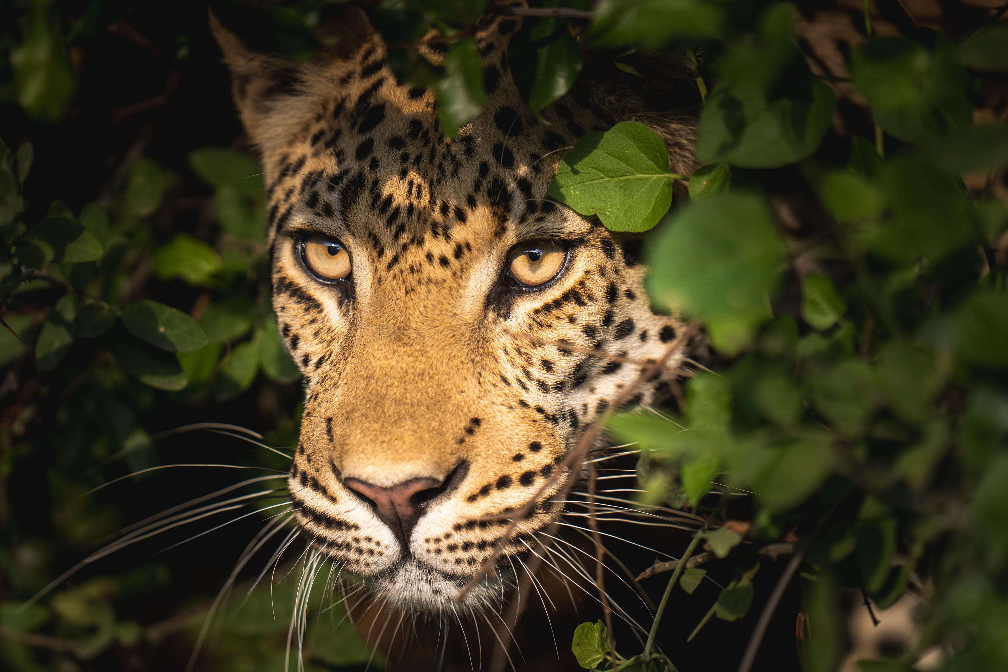 Leopard s žlutýma očima mezi zelenými listy v přírodě africké savany.