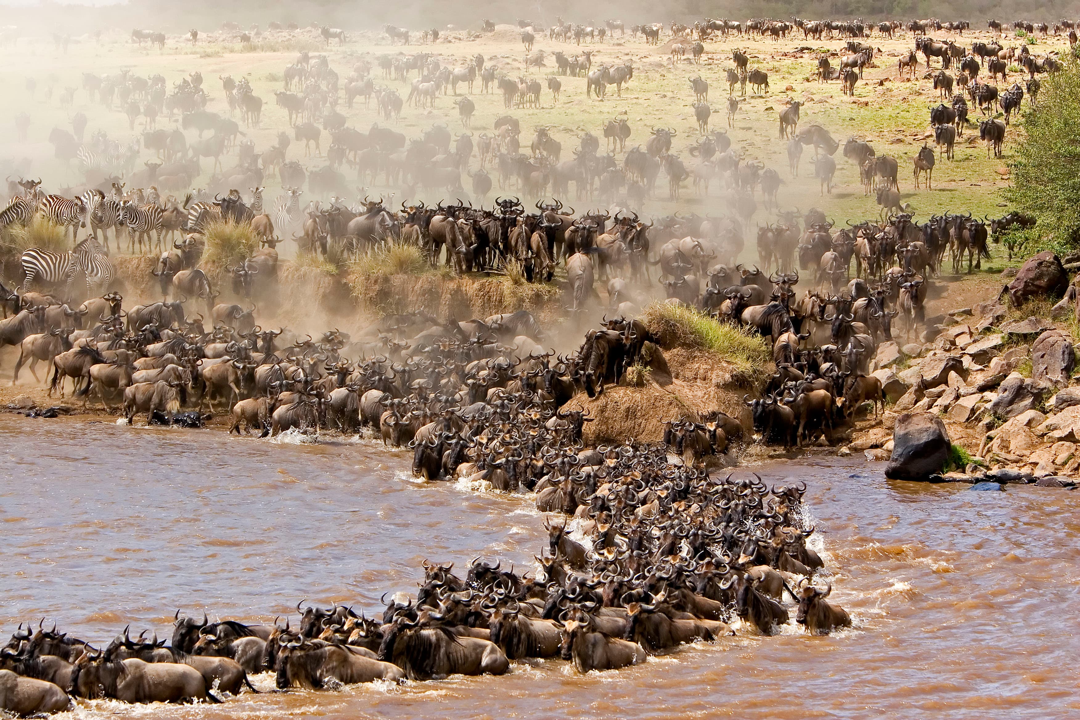 Velké stádo gnů překonává řeku během migrace v africké savině.