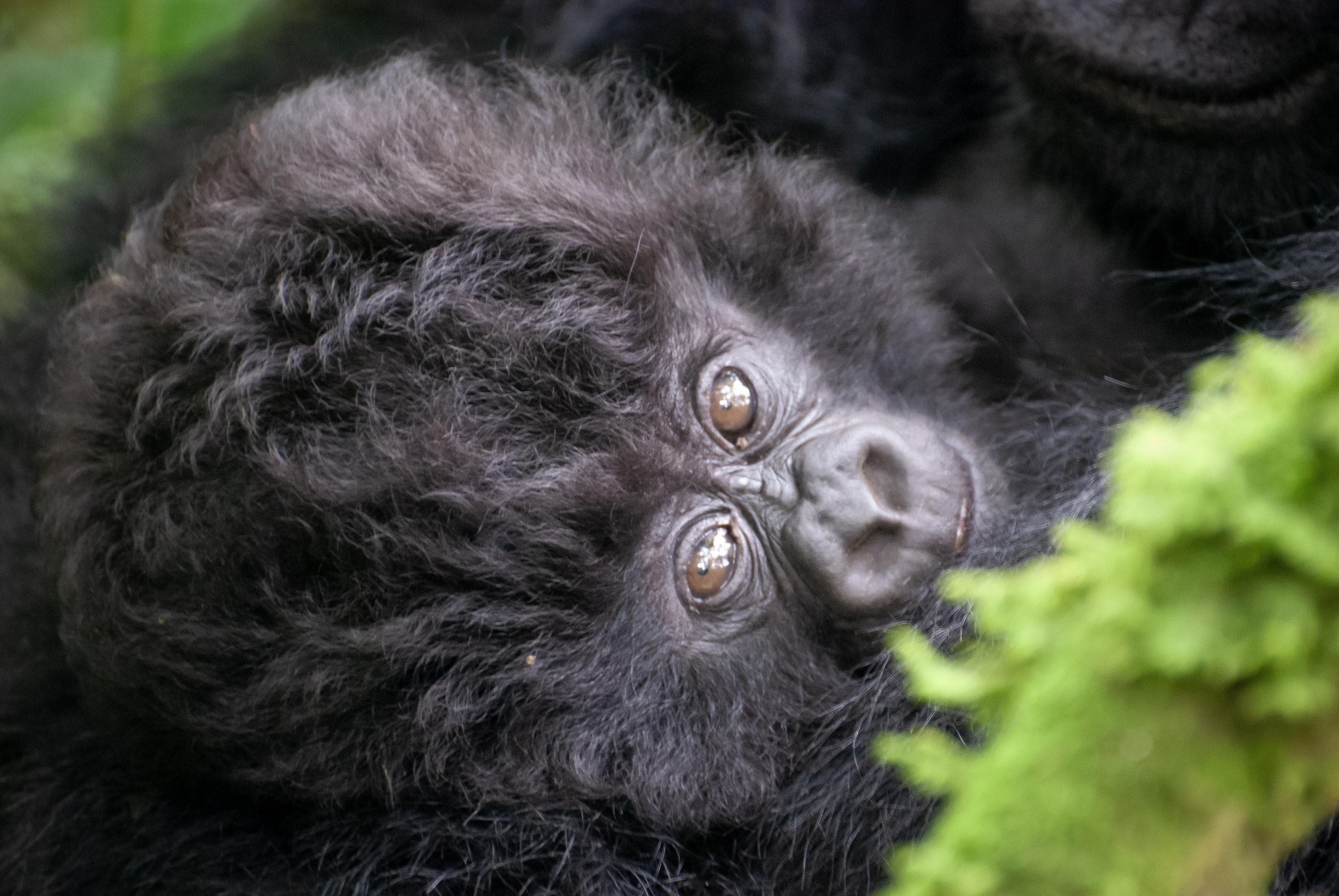 Rwanda