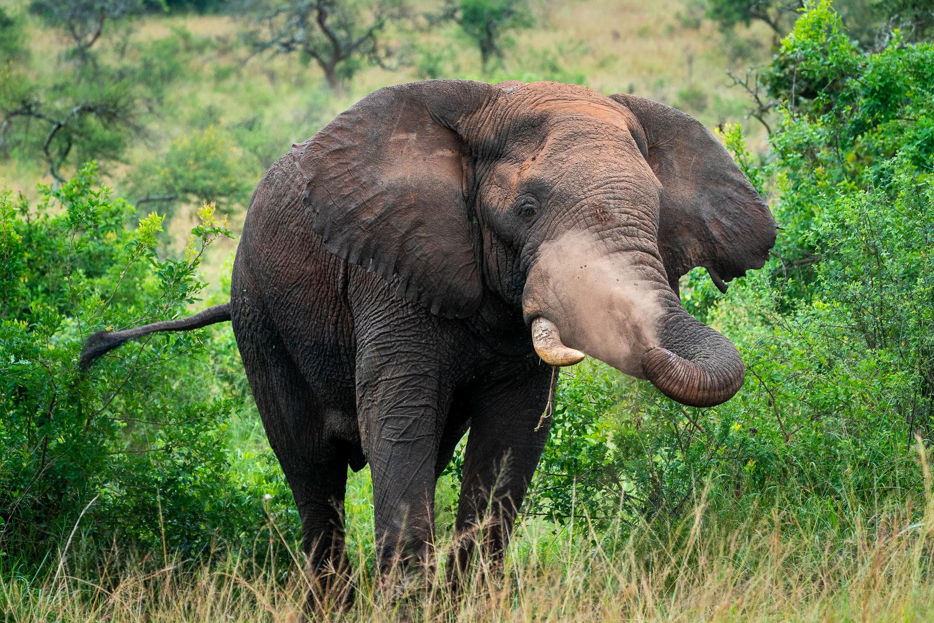 Africký slon v přírodě se zvednutým chobtem uprostřed savany s zelení.