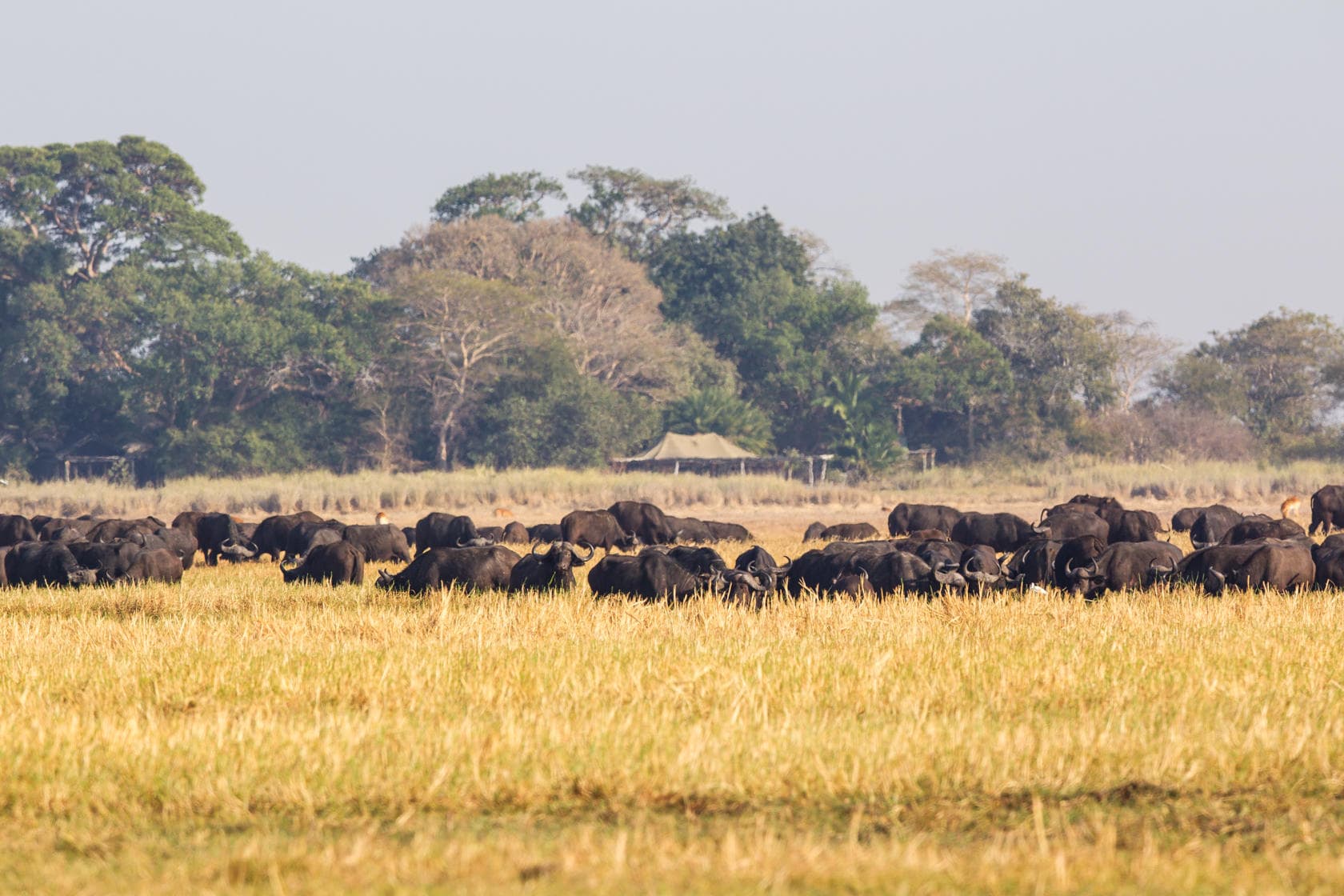 Stádo slonů africké savany pasoucích se v suché trávě s acáciemi v pozadí.