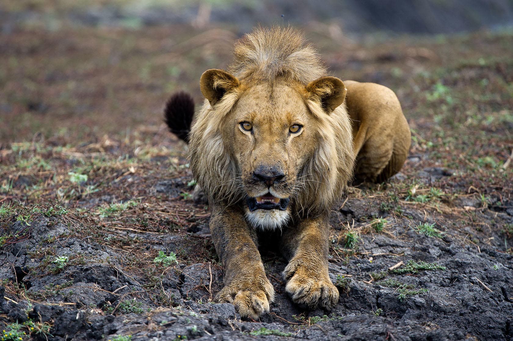 Lev s hřívou kráčející po africké savanu během safari.