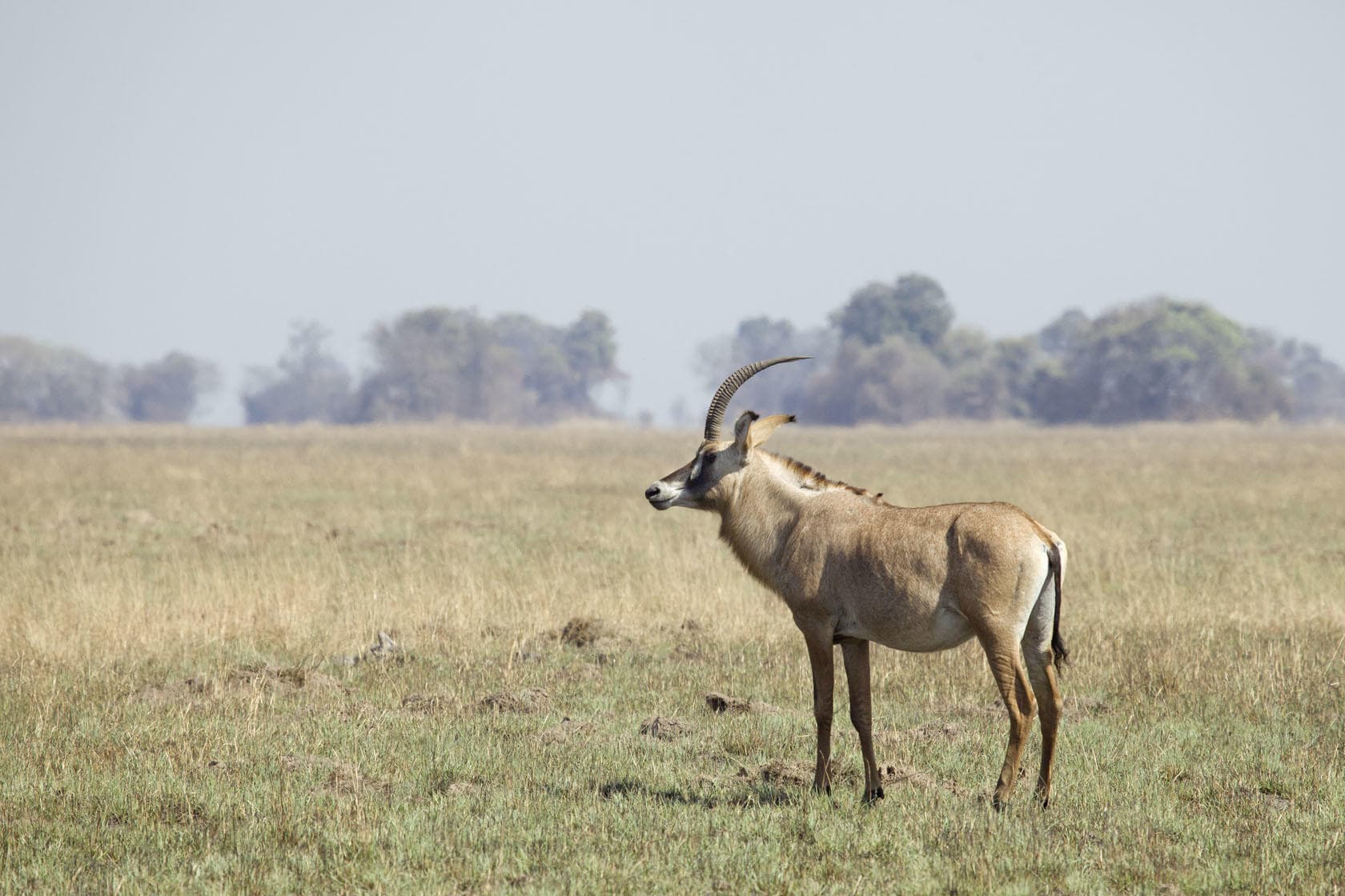 Samec antilopy oryx s dlouhými zahnutými rohy stojící v africké savaně.