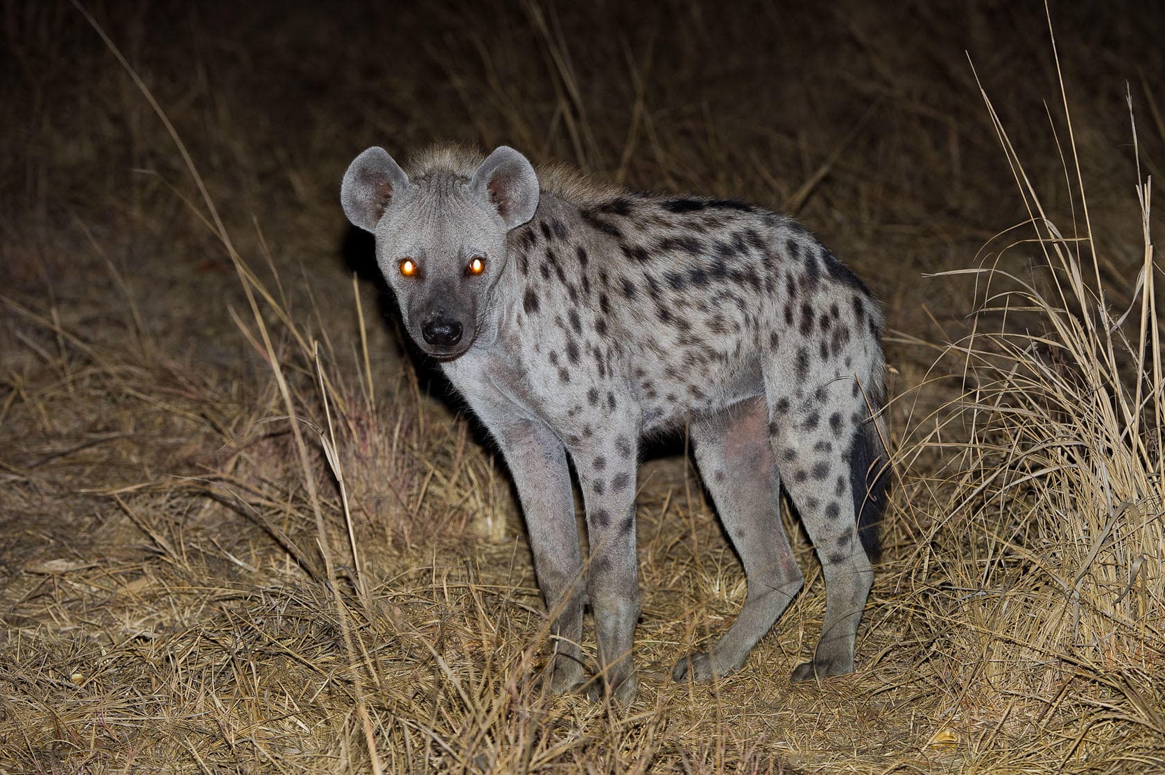 Hyena skvrnitá v noci osvětlená reflektorem během africké safari v přírodě.
