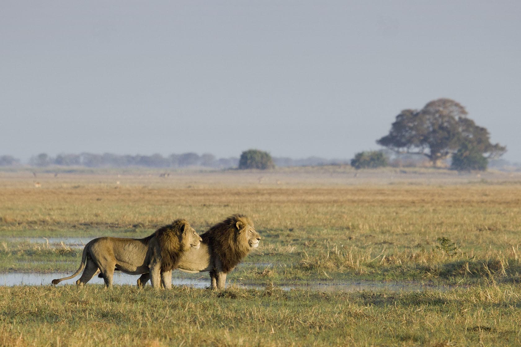 Dva lvi procházejí mokřadem v africké savině během safari.