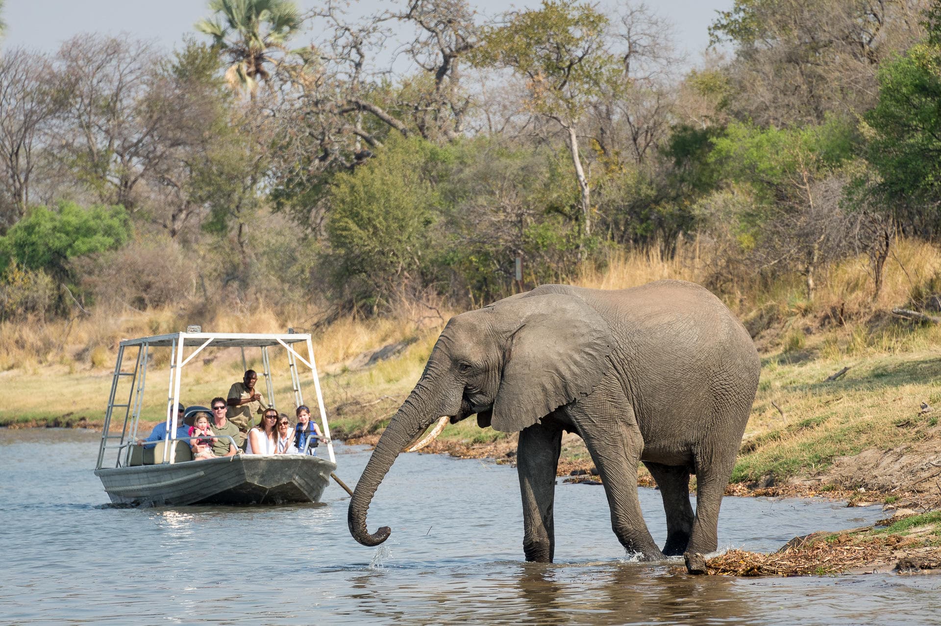 Slon se napája z řeky, zatímco turisti pozorují z lodi během africké safari.