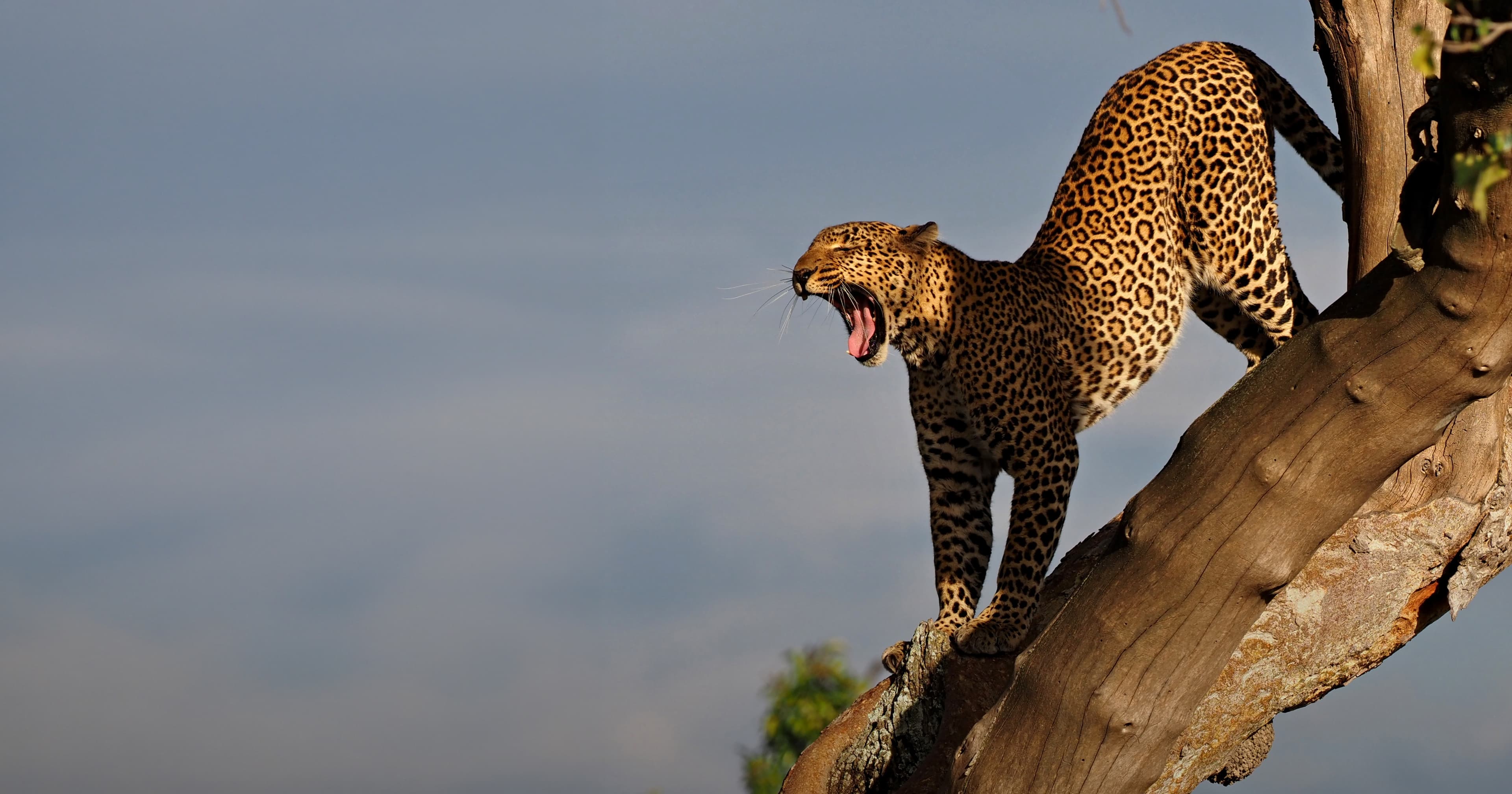 Leopard na větvi s otevřenou tlamou, africká safari.