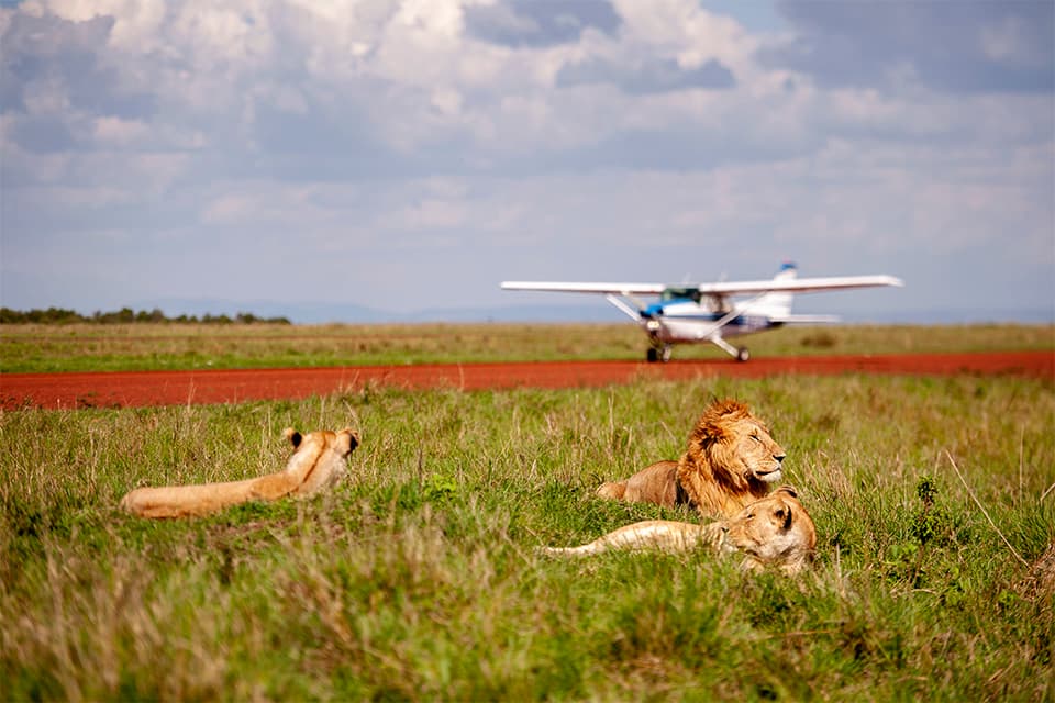 Wilderness Mara