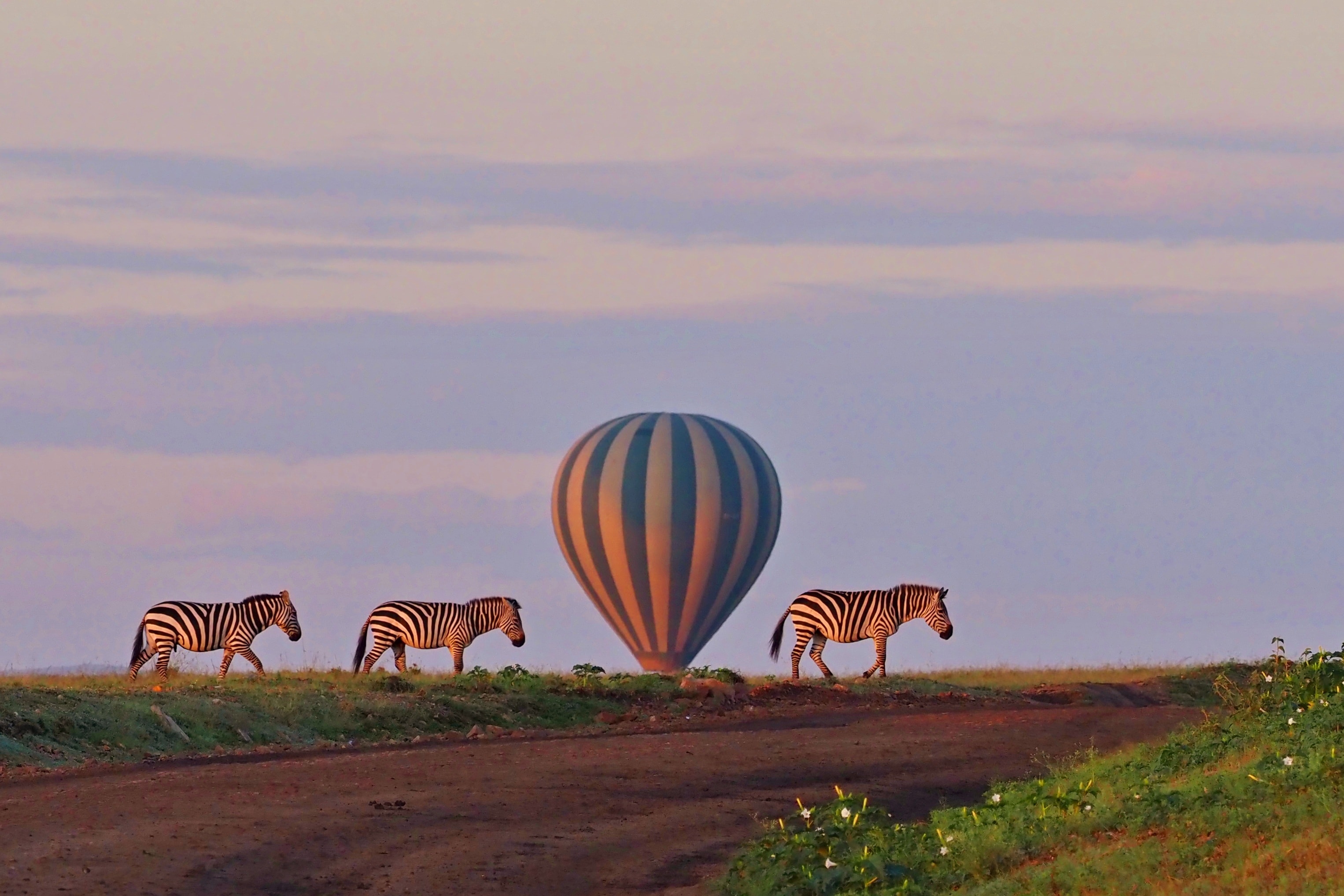 Balónové safari