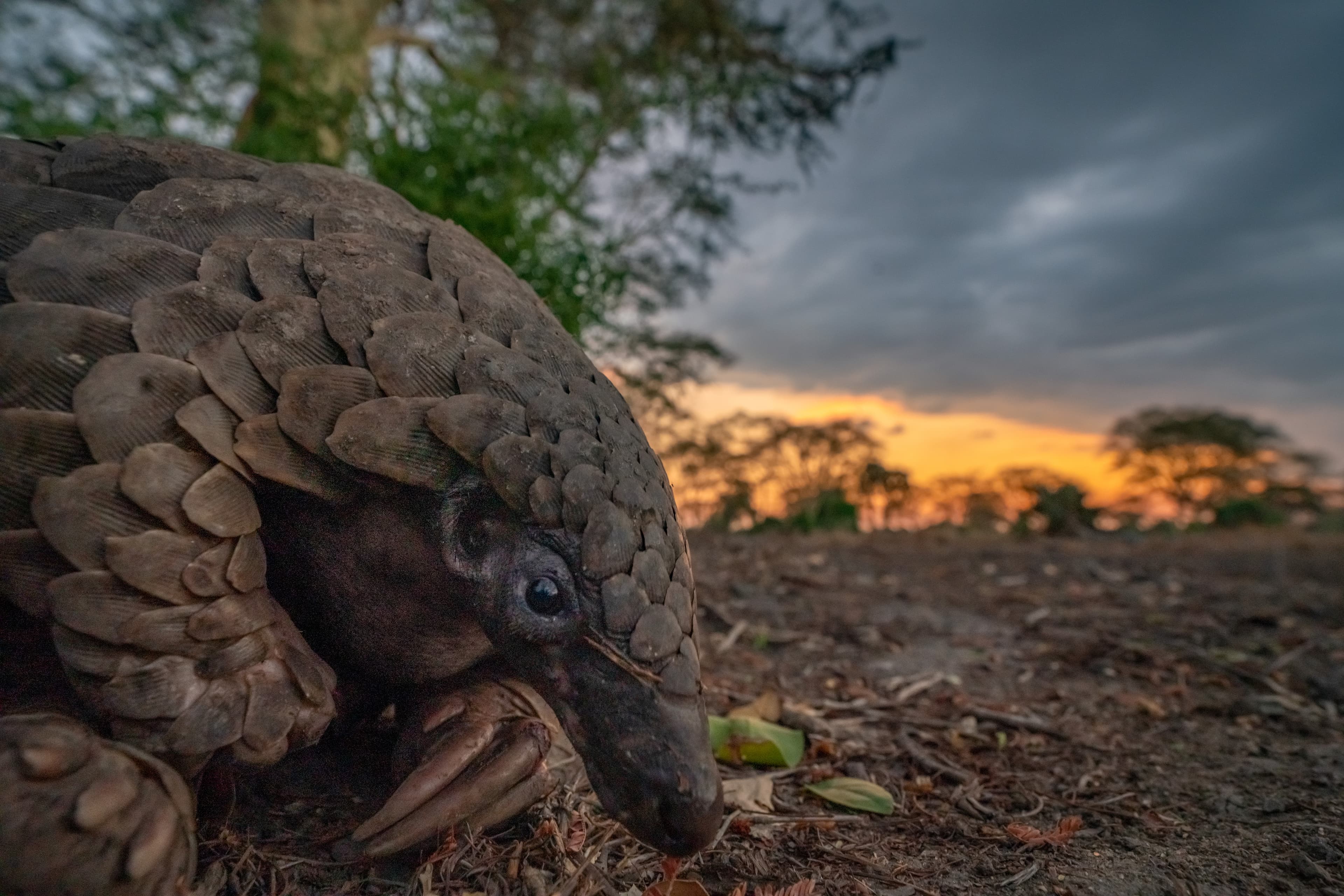 Meeting a Pangolin